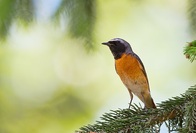 Paprastosios raudonuodegės patinas