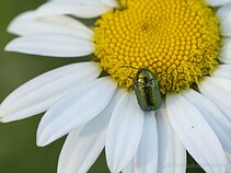 Lapgraužys-paslėptagalvis