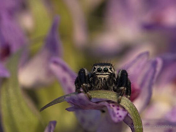 Šokliavoris gegužraibėje