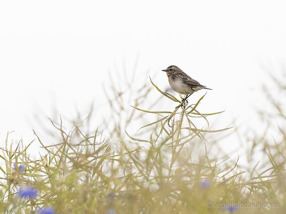 Pievų giesmininkė - kiauliukė