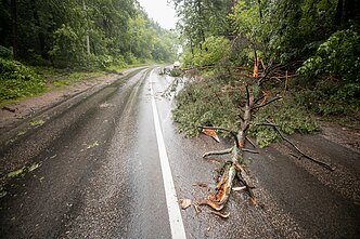 Po liūties nuvirtęs medis. Asociatyvi
