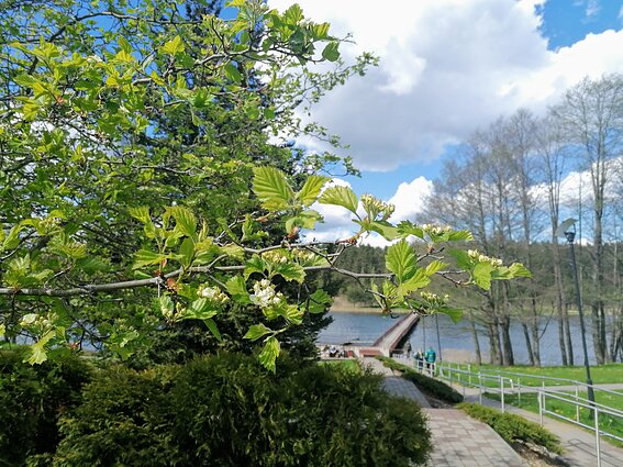 Turizmas Ignalinoje, Ignalina