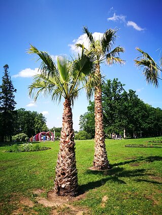 Pakruojo dvaras