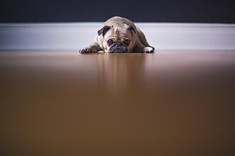 Šuo / mopsas