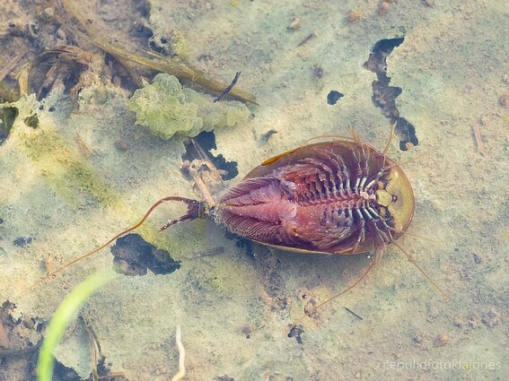 Skydvėžio apatinė pusė
