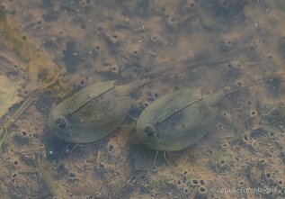 Vasariniai skydvėžiai