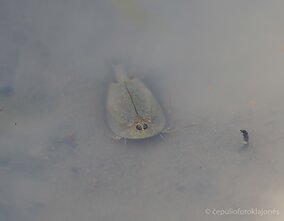 Baloje pamatyt šį vėžį nėra lengva