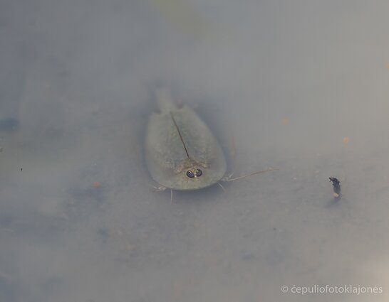 Baloje pamatyt šį vėžį nėra lengva