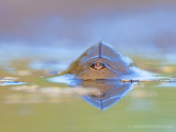 Kartais jie būna iki pusės išlindę