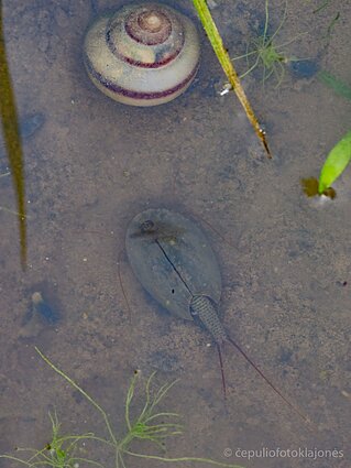 Vasarinis skydvėžis