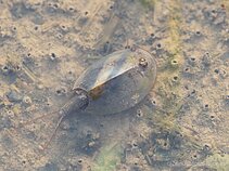 Vasarinis skydvėžis