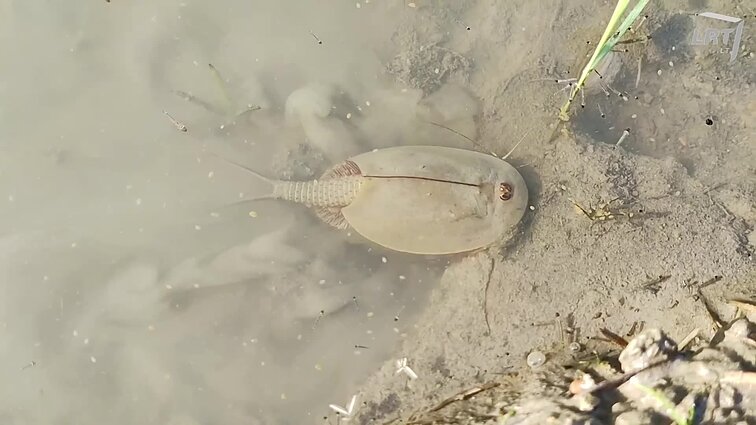 Užfiksavo gamtos fotografas Marius Čepulis: skydvėžis maitinasi