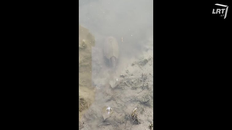 Kasdien nepamatysi: didelis skydvėžis išgąsdina mažesnįjį