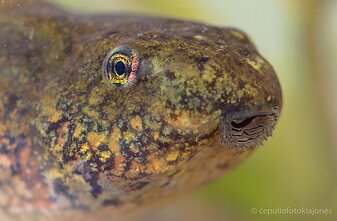 Buožgalvio portretas