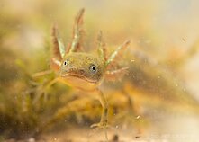 Skiauterėtojo tritono lerva