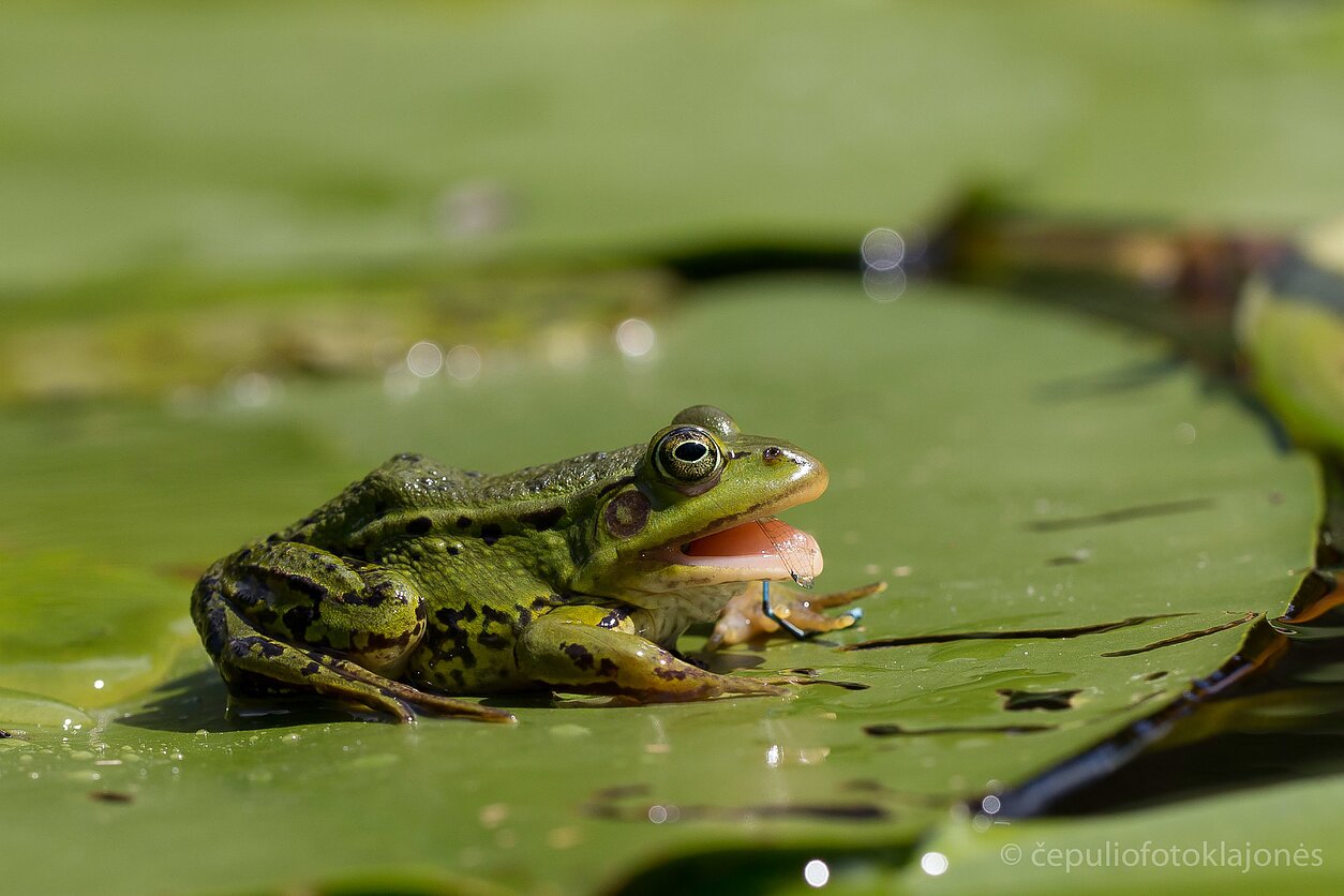 Žalioji kūdrinė varlė