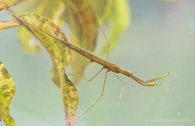 Ilgoji skorpionblakė