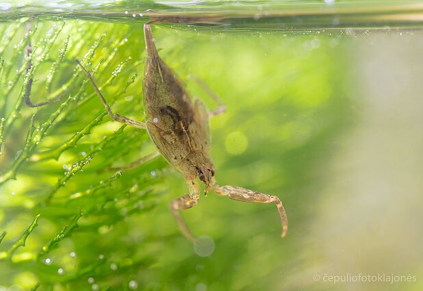 Pilkoji skorpionblakė