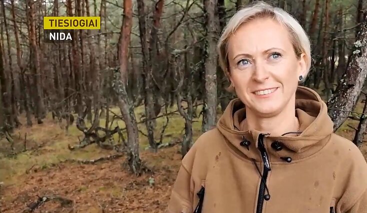 Neringoje – dar viena įdomybė: paklaidžioti tarp išsiklaipiusių pušelių kviečia „šokantis“ miškas Neringoje – dar viena įdomybė: paklaidžioti tarp išsiklaipiusių pušelių kviečia „šokantis“ miškas