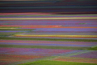 Castelluccio kaimo lęšių laukuose – gėlių jūra
