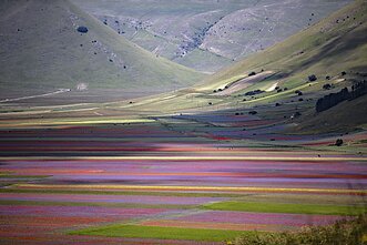 Castelluccio kaimo lęšių laukuose – gėlių jūra