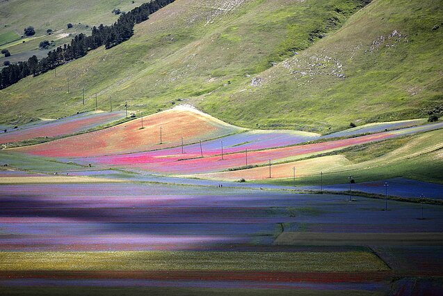 Castelluccio kaimo lęšių laukuose – gėlių jūra