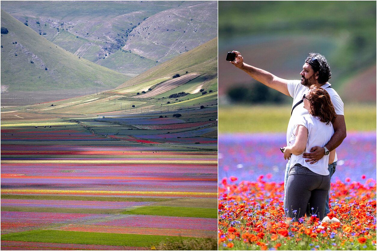 Castelluccio kaimo lęšių laukuose – gėlių jūra