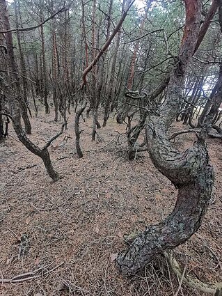 Pušų giraitė Neringoje Pušų giraitė Neringoje