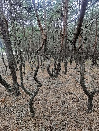 Pušų giraitė Neringoje Pušų giraitė Neringoje