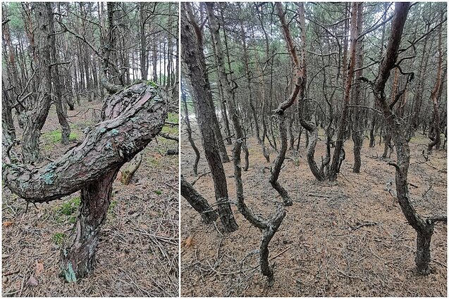 Pušų giraitė Neringoje Pušų giraitė Neringoje