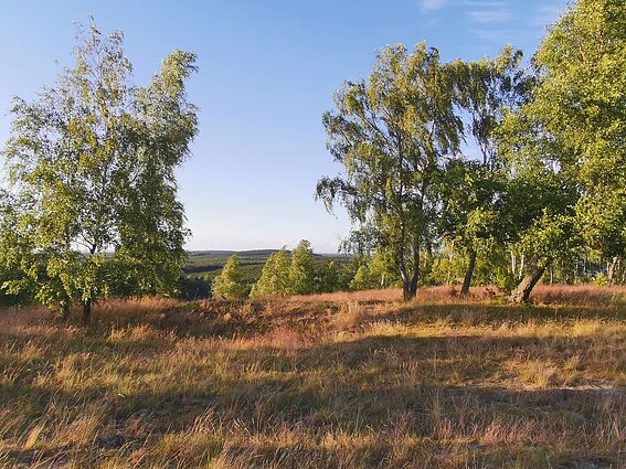 Preilos (Menininkų) kopa