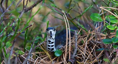 Jolitos Pretkutės fotografuojamos gyvatės