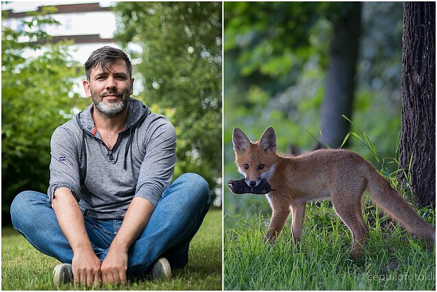 Marius Čepulis, lapė