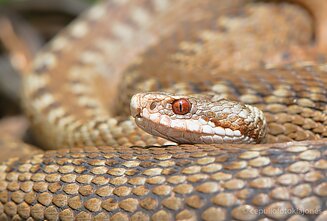 Angis šviesiai ruda