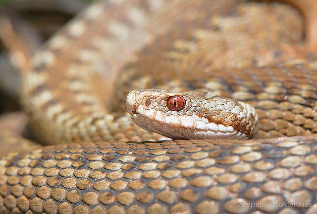 Angis šviesiai ruda
