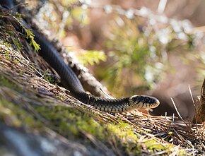 Geltonskruostis žaltys