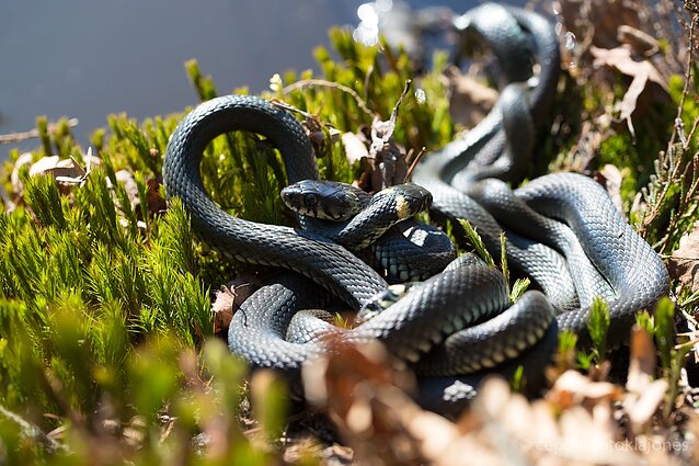 Geltonskruosčių žalčių vestuvės