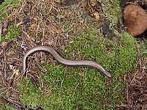 Gluodenas - ne gyvatė