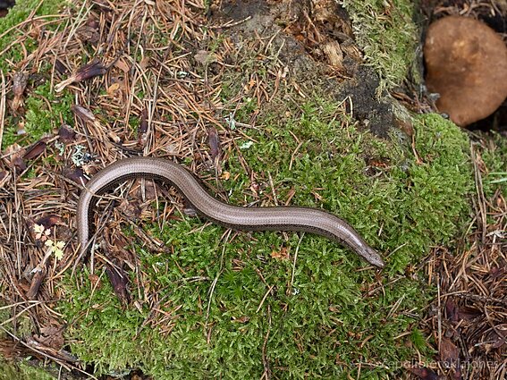 Gluodenas - ne gyvatė