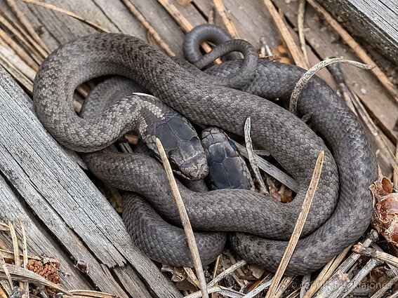 Lygiažvyniai žalčiukai