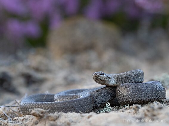 Lygiažvynis žaltys