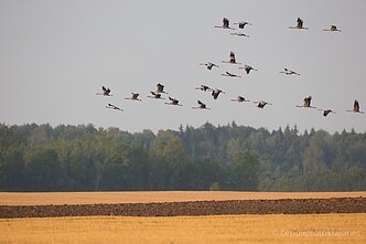 Jau pradeda būriuotis gervės