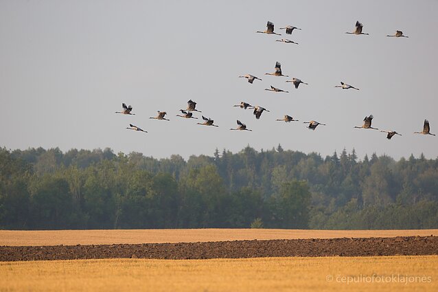 Jau pradeda būriuotis gervės
