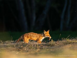 Lapė su pusryčiais