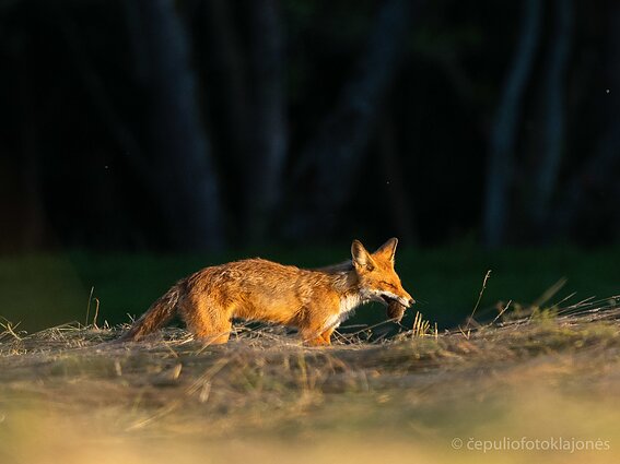 Lapė su pusryčiais
