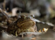 Rupūžė ruošiasi dienos miegelio