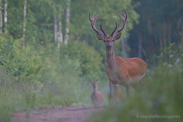 Taurusis elnias dar nevalytais ragais