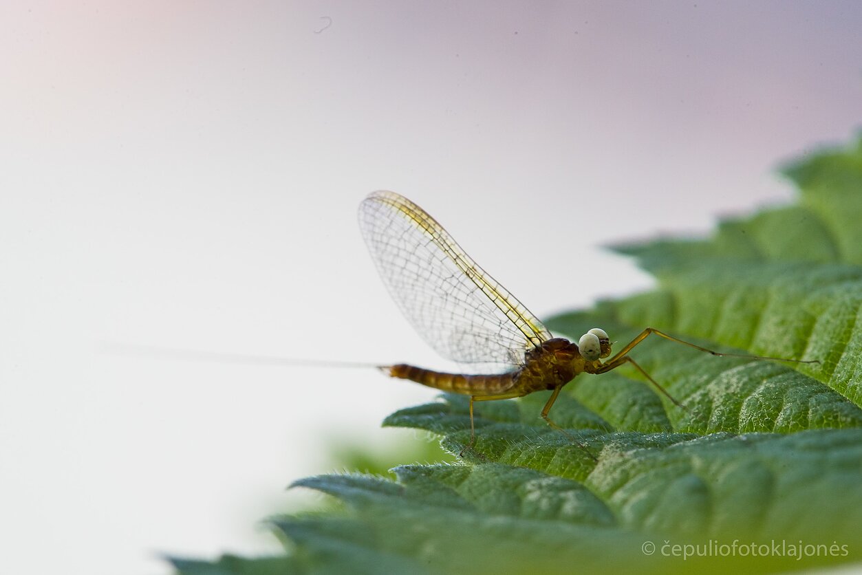 Didelės akys skirtos greičiau pamatyti pateles, o ilgos priekinės kojos - jas greičiau sugriebti