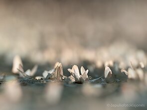 Po vestuvių lieka tik sparneliai