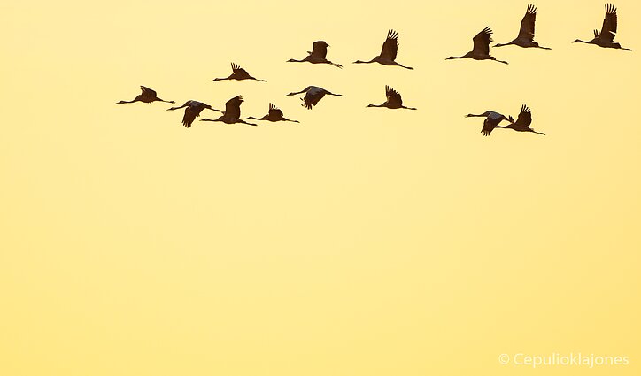 Jau būriuojasi gervės